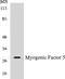 Myogenic Factor 5 antibody, EKC1392, Boster Biological Technology, Western Blot image 