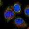 CTD Small Phosphatase 2 antibody, HPA027317, Atlas Antibodies, Immunocytochemistry image 