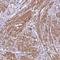 Synaptotagmin-4 antibody, HPA010574, Atlas Antibodies, Immunohistochemistry frozen image 