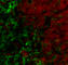 CD45R antibody, 103239, BioLegend, Immunofluorescence image 