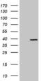 Proline Rich Transmembrane Protein 2 antibody, MA5-27223, Invitrogen Antibodies, Western Blot image 