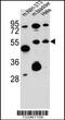 SPARC Related Modular Calcium Binding 1 antibody, 57-193, ProSci, Western Blot image 