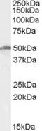 DDX19B antibody, LS-C54706, Lifespan Biosciences, Western Blot image 