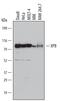 ERCC Excision Repair 3, TFIIH Core Complex Helicase Subunit antibody, AF6349, R&D Systems, Western Blot image 
