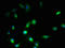 Synaptoporin antibody, orb357023, Biorbyt, Immunofluorescence image 