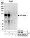 Hypoxia-inducible factor 1-alpha antibody, A303-907A, Bethyl Labs, Immunoprecipitation image 