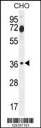 Fos-related antigen 2 antibody, 55-535, ProSci, Western Blot image 