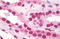 Heat Shock Transcription Factor 1 antibody, MBS245764, MyBioSource, Immunohistochemistry frozen image 