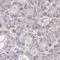 A-Kinase Anchoring Protein 2 antibody, HPA058905, Atlas Antibodies, Immunohistochemistry paraffin image 