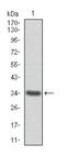 Annexin A1 antibody, NBP2-23485, Novus Biologicals, Western Blot image 