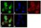Sialyl Lewis a antibody, MA5-12421, Invitrogen Antibodies, Immunofluorescence image 