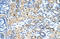 Small Nuclear Ribonucleoprotein U11/U12 Subunit 35 antibody, orb324891, Biorbyt, Immunohistochemistry paraffin image 