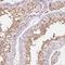Nucleoporin 210 Like antibody, PA5-64282, Invitrogen Antibodies, Immunohistochemistry frozen image 