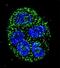 ACSB antibody, orb224075, Biorbyt, Immunocytochemistry image 