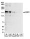 EMSY Transcriptional Repressor, BRCA2 Interacting antibody, NB100-545, Novus Biologicals, Western Blot image 