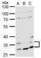 Histamine H4 receptor antibody, TA308703, Origene, Western Blot image 