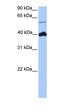 LOC390738 antibody, orb325633, Biorbyt, Western Blot image 