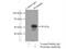Zinc Finger FYVE-Type Containing 27 antibody, 12680-1-AP, Proteintech Group, Immunoprecipitation image 