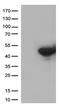 VH3 antibody, TA811034S, Origene, Western Blot image 