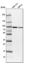 KH-Type Splicing Regulatory Protein antibody, PA5-57040, Invitrogen Antibodies, Western Blot image 