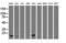 Spermidine/Spermine N1-Acetyltransferase Family Member 2 antibody, LS-C173893, Lifespan Biosciences, Western Blot image 