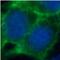 Cadherin 1 antibody, FNab10112, FineTest, Immunofluorescence image 