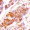 Fibroblast Growth Factor 5 antibody, MAB2371, R&D Systems, Immunohistochemistry paraffin image 