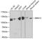 RNA Binding Motif Protein 15 antibody, 19-501, ProSci, Western Blot image 