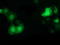 Pyrroline-5-Carboxylate Reductase 3 antibody, TA502121, Origene, Immunofluorescence image 