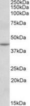N-acetyltransferase 8-like protein antibody, MBS423079, MyBioSource, Western Blot image 