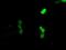 CUGBP Elav-Like Family Member 1 antibody, GTX84692, GeneTex, Immunofluorescence image 