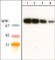 PTPN11 antibody, SM1631, ECM Biosciences, Western Blot image 