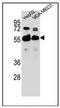Rap1 GTPase-GDP dissociation stimulator 1 antibody, AP53580PU-N, Origene, Western Blot image 