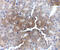 AP-2 complex subunit mu antibody, 5161, ProSci Inc, Immunohistochemistry frozen image 