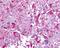 G Protein-Coupled Receptor 45 antibody, NLS1227, Novus Biologicals, Immunohistochemistry frozen image 