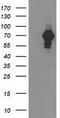 SH2B adapter protein 3 antibody, TA502933, Origene, Western Blot image 