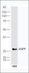 EGFP Tag antibody, orb5315, Biorbyt, Western Blot image 