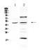 S-Phase Kinase Associated Protein 2 antibody, A00544, Boster Biological Technology, Western Blot image 