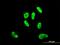 SRY-Box 9 antibody, orb89687, Biorbyt, Immunofluorescence image 
