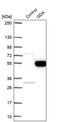 Guanine Deaminase antibody, PA5-53977, Invitrogen Antibodies, Western Blot image 