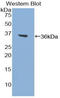 F2 antibody, LS-C302988, Lifespan Biosciences, Western Blot image 