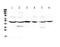 Guanine Deaminase antibody, A01619-1, Boster Biological Technology, Western Blot image 