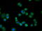 Phosphodiesterase 4A antibody, M02714, Boster Biological Technology, Immunofluorescence image 