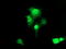 Zinc Finger And SCAN Domain Containing 18 antibody, LS-C337856, Lifespan Biosciences, Immunofluorescence image 