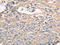 Major Vault Protein antibody, CSB-PA018595, Cusabio, Immunohistochemistry frozen image 