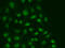 DNA-directed RNA polymerases I, II, and III subunit RPABC1 antibody, 16-984, ProSci, Immunofluorescence image 