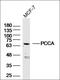 Family With Sequence Similarity 166 Member A antibody, orb312245, Biorbyt, Western Blot image 