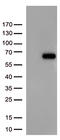 Forkhead Box N2 antibody, TA812453, Origene, Western Blot image 