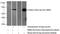 Pregnancy-specific beta-1-glycoprotein 4 antibody, 10902-2-AP, Proteintech Group, Western Blot image 