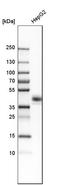 CXADR Ig-Like Cell Adhesion Molecule antibody, HPA003342, Atlas Antibodies, Western Blot image 